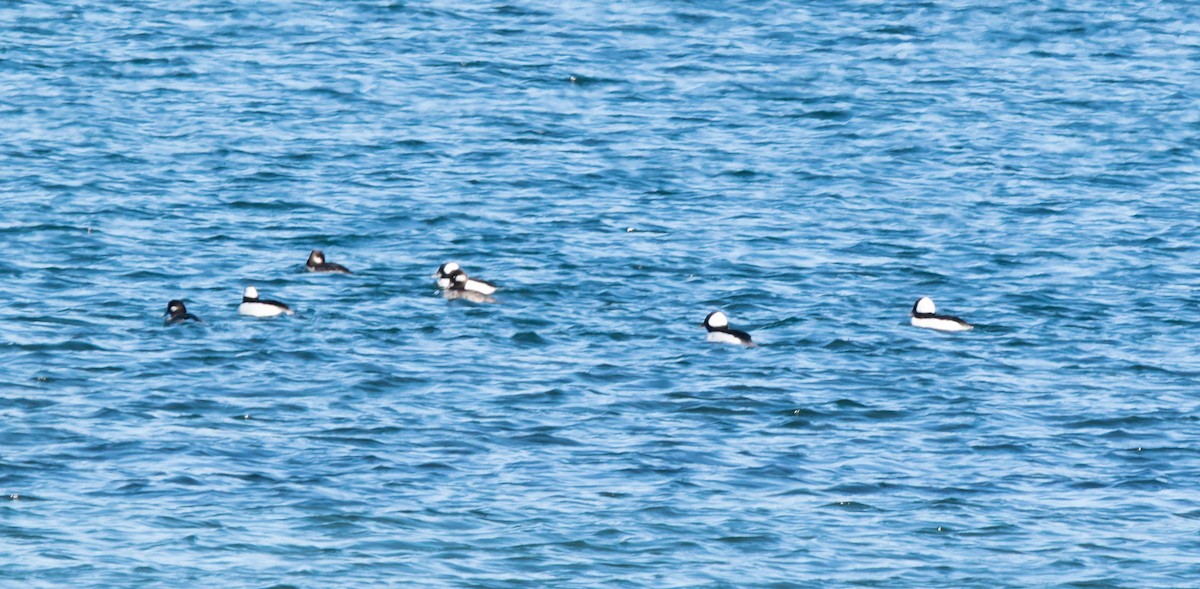 Bufflehead - ML646652460