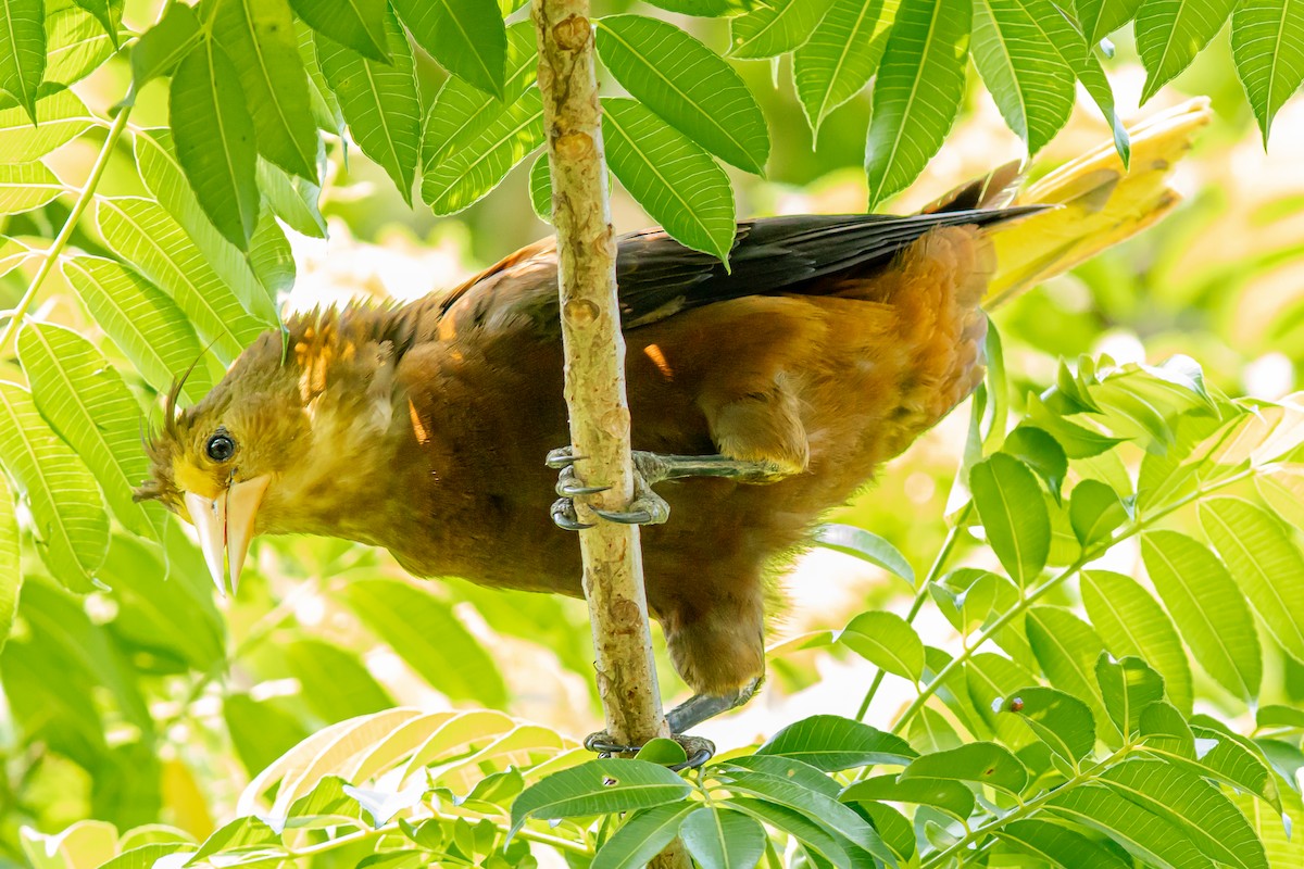 Russet-backed Oropendola - ML646652462