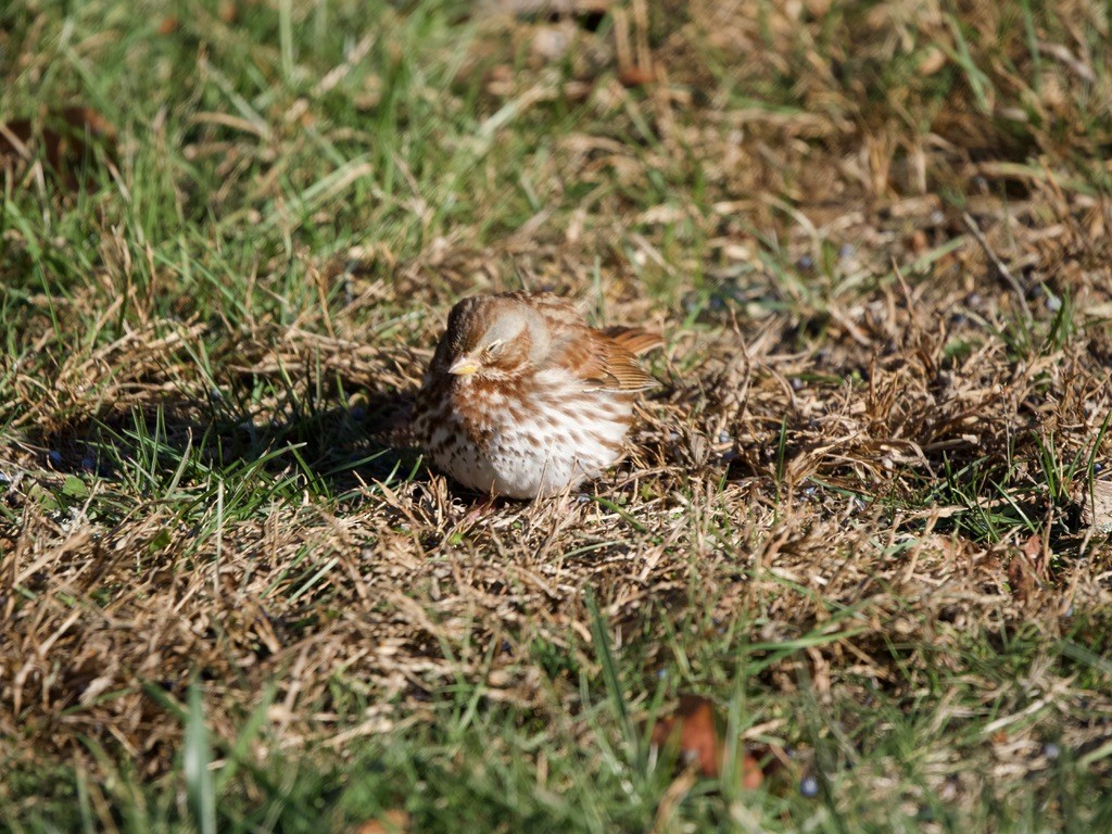 Fox Sparrow - ML646652463