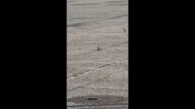 Пуночка снігова - ML646652464