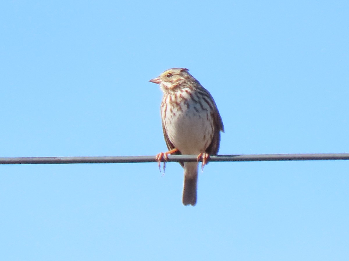 Savannah Sparrow - ML646652465