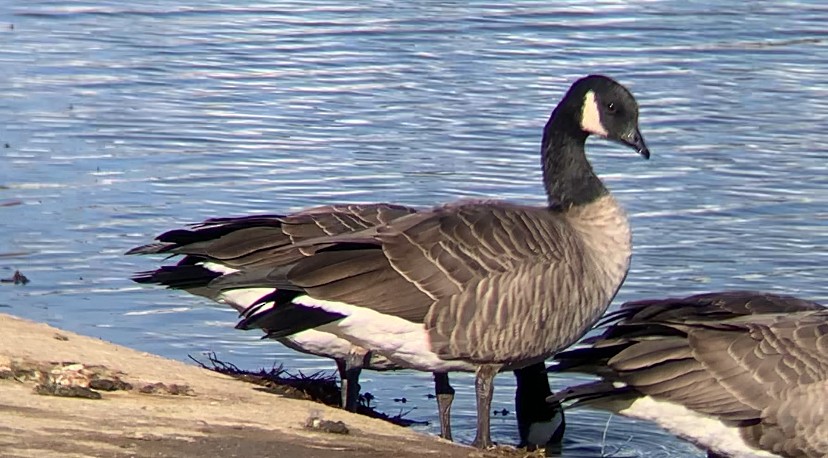 Cackling Goose - ML646652466
