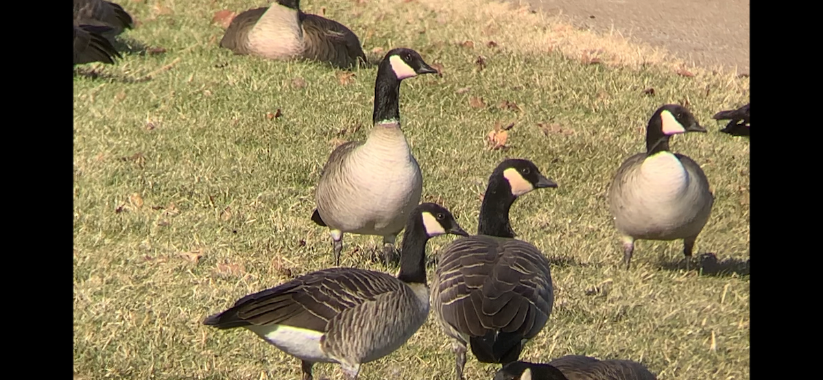 Cackling Goose - ML646652467