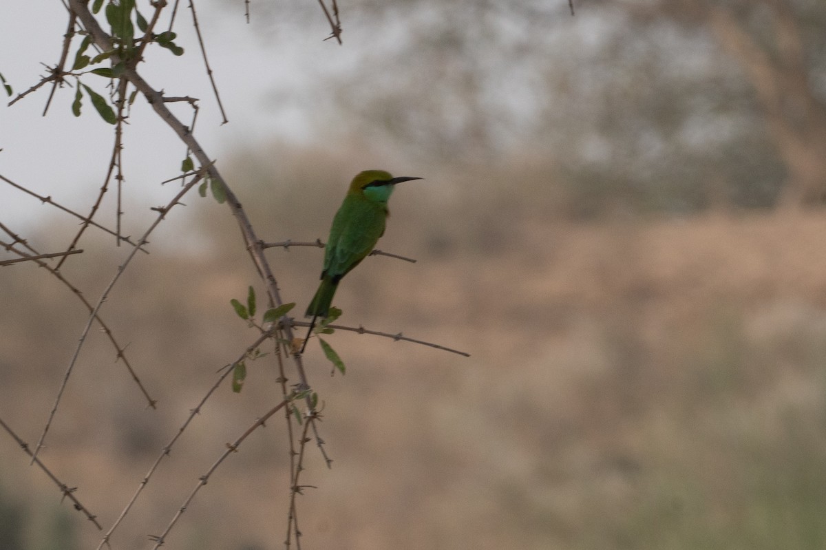 שרקרק חום כיפה - ML646652470
