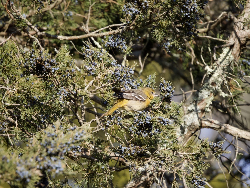 Baltimore Oriole - ML646652471