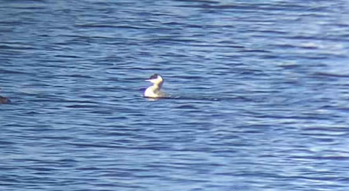 Horned Grebe - ML646652472