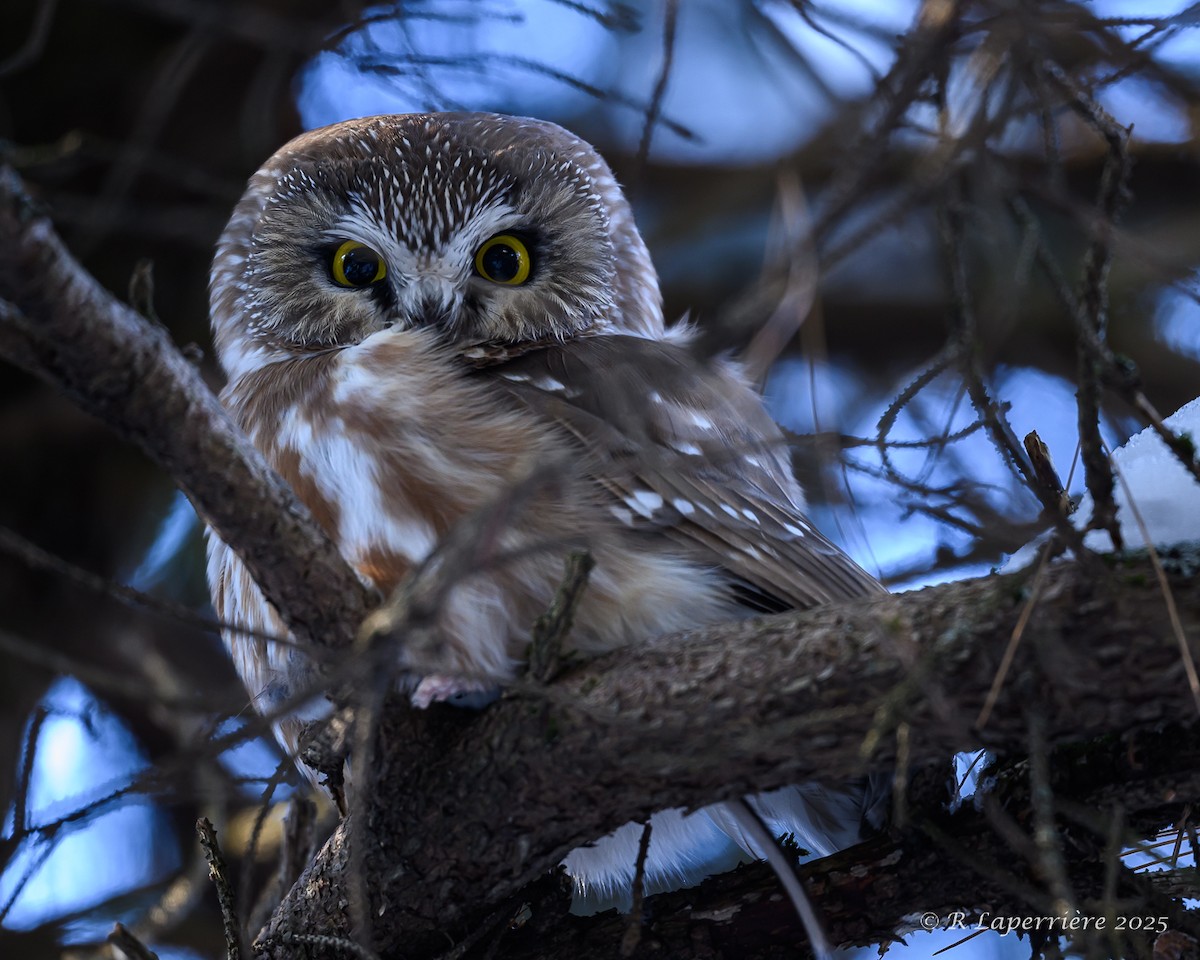 Northern Saw-whet Owl - ML646652473