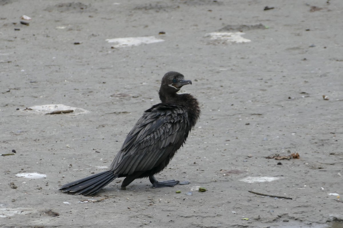 ナンベイヒメウ - ML646652474