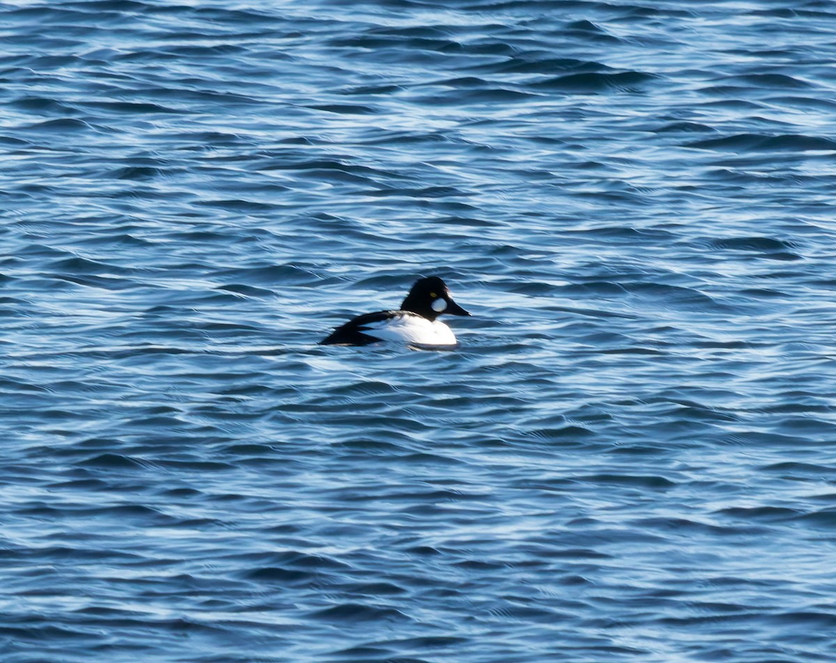 鵲鴨 - ML646652478