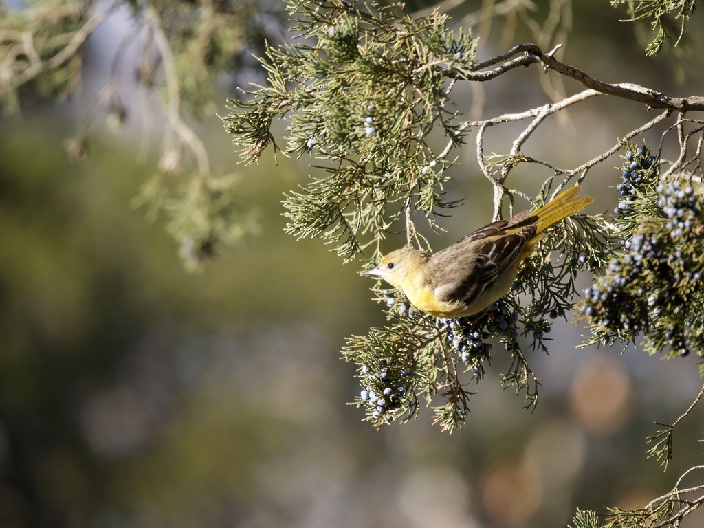 Baltimore Oriole - ML646652479