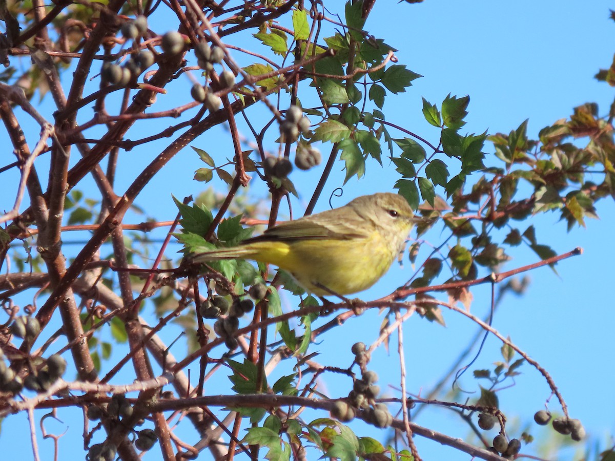 myrparula - ML646652480