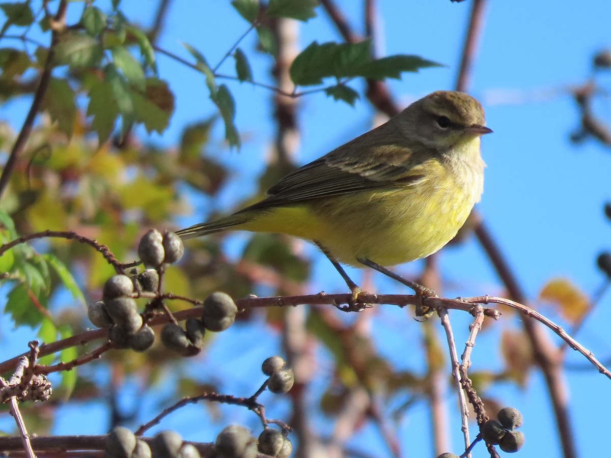 myrparula - ML646652481