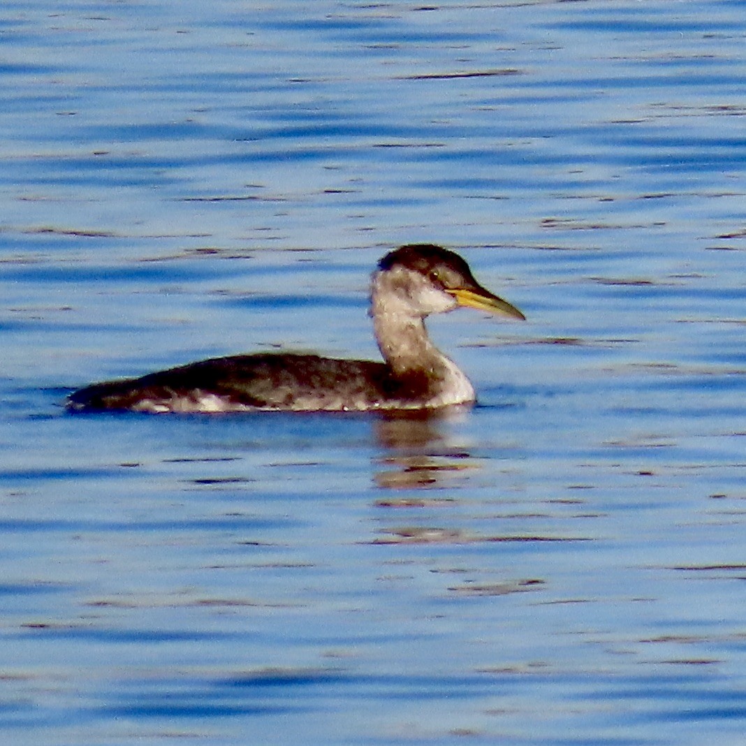 Пірникоза сірощока - ML646652482