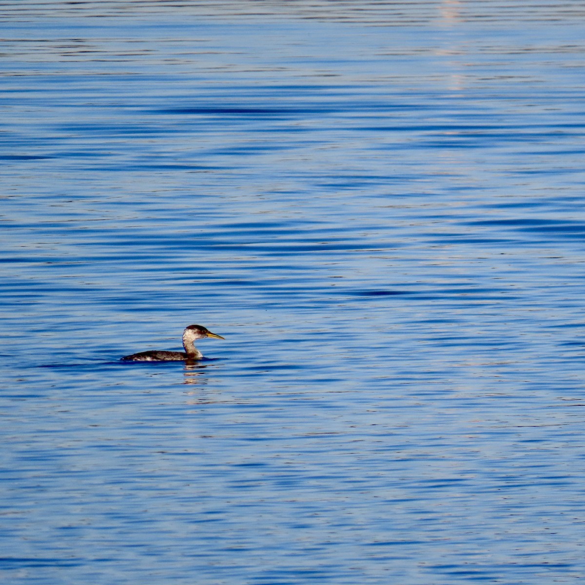Пірникоза сірощока - ML646652483