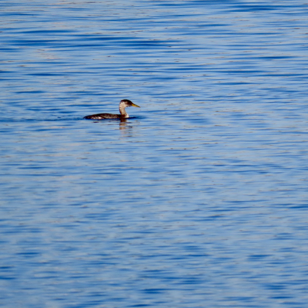 Пірникоза сірощока - ML646652484