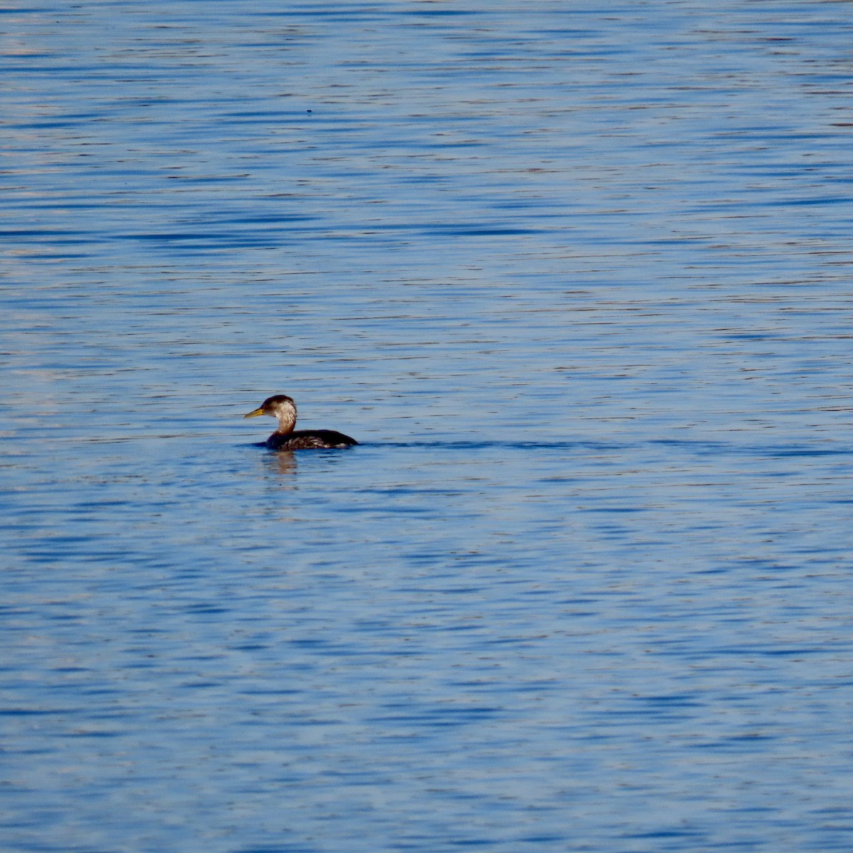 Пірникоза сірощока - ML646652485