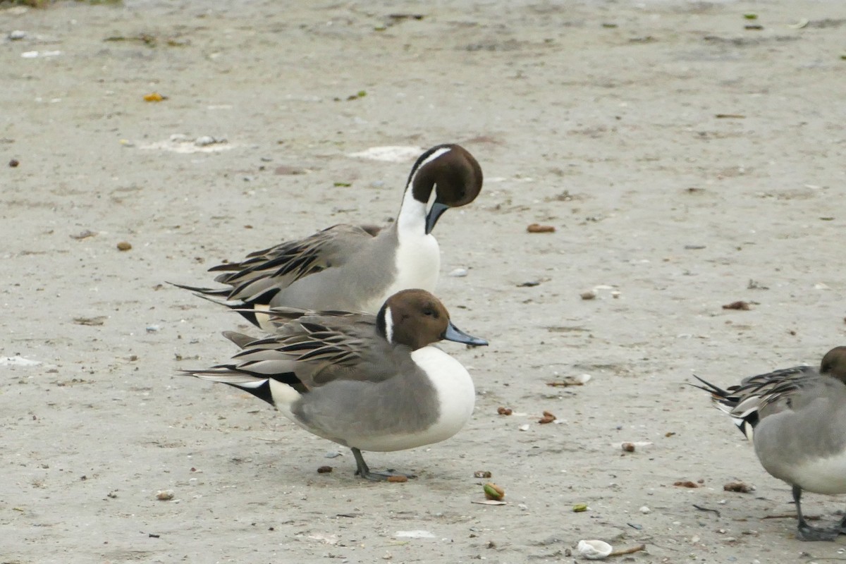 オナガガモ - ML646652486