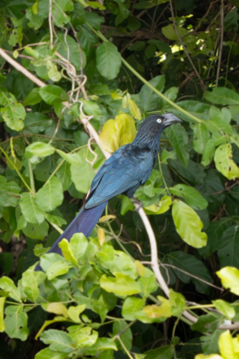 Greater Ani - ML646652487