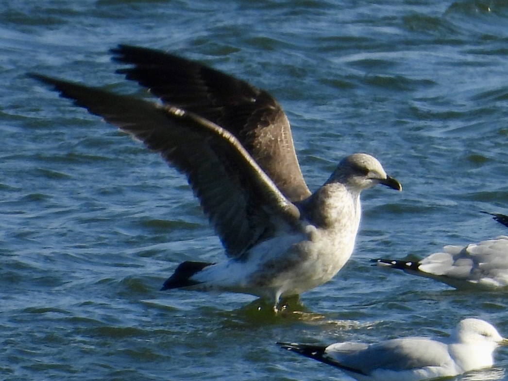 Lesser Black-backed Gull - ML646652496