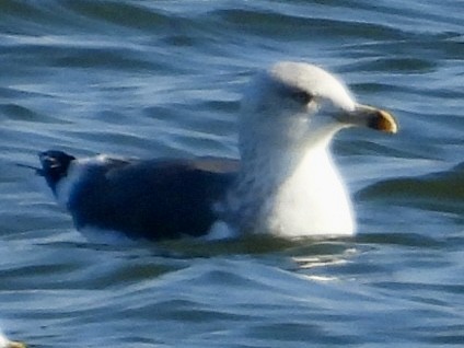 Lesser Black-backed Gull - ML646652497