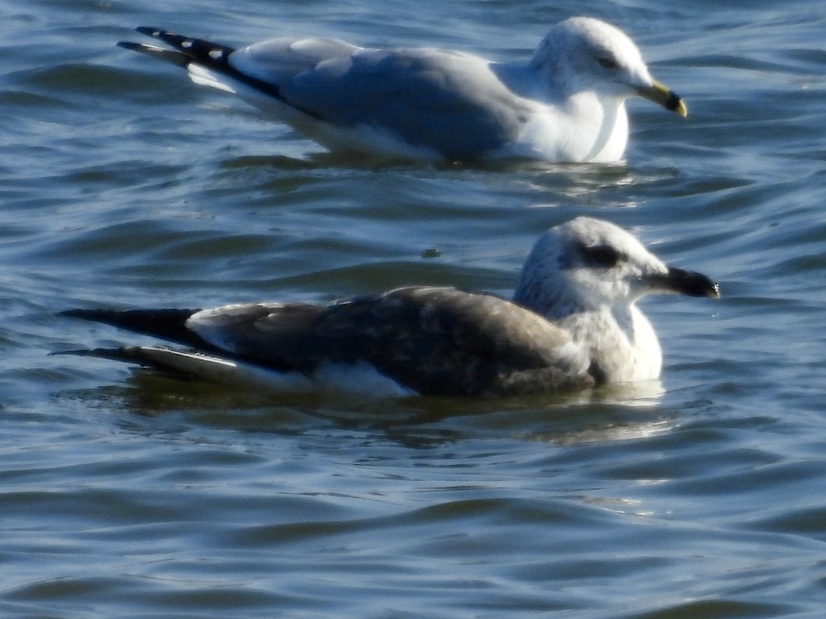 Lesser Black-backed Gull - ML646652498