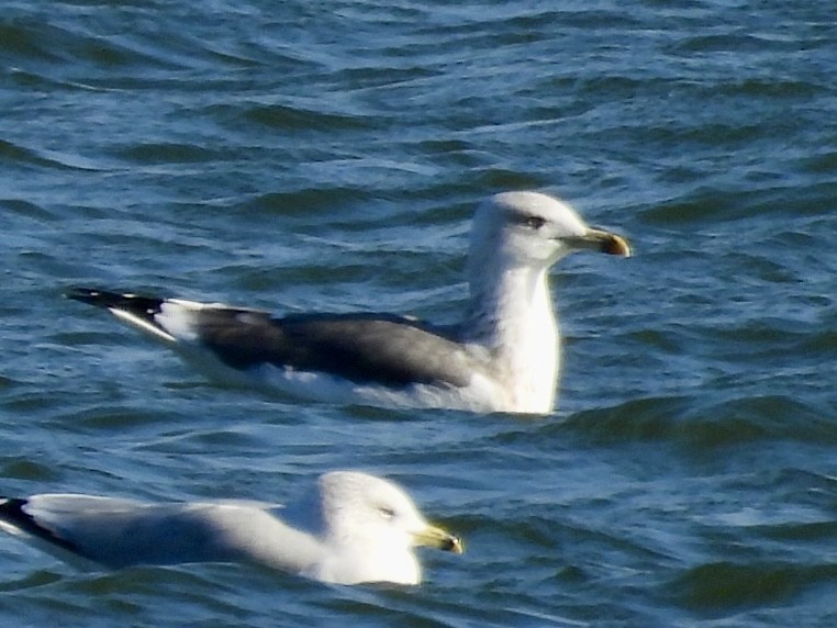 Lesser Black-backed Gull - ML646652499