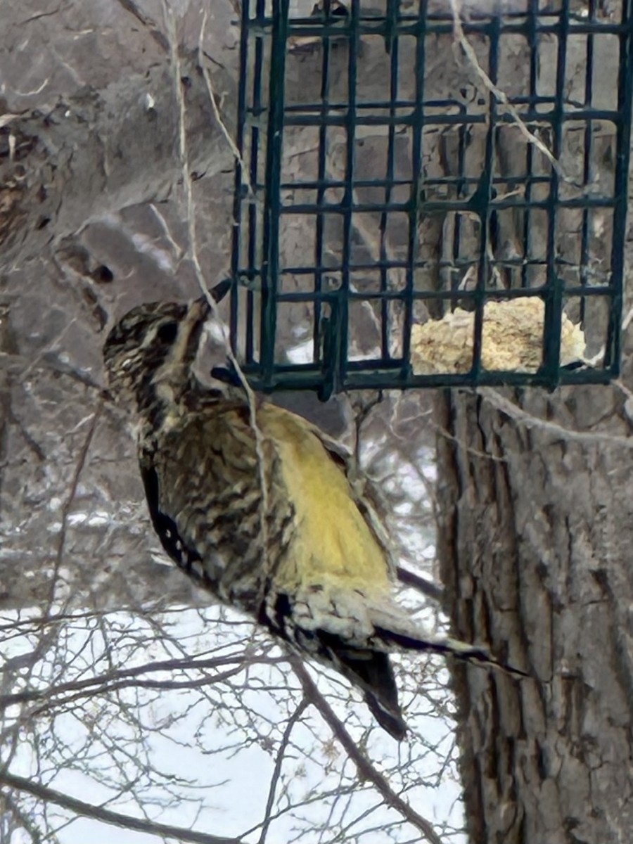 Yellow-bellied Sapsucker - ML646652502