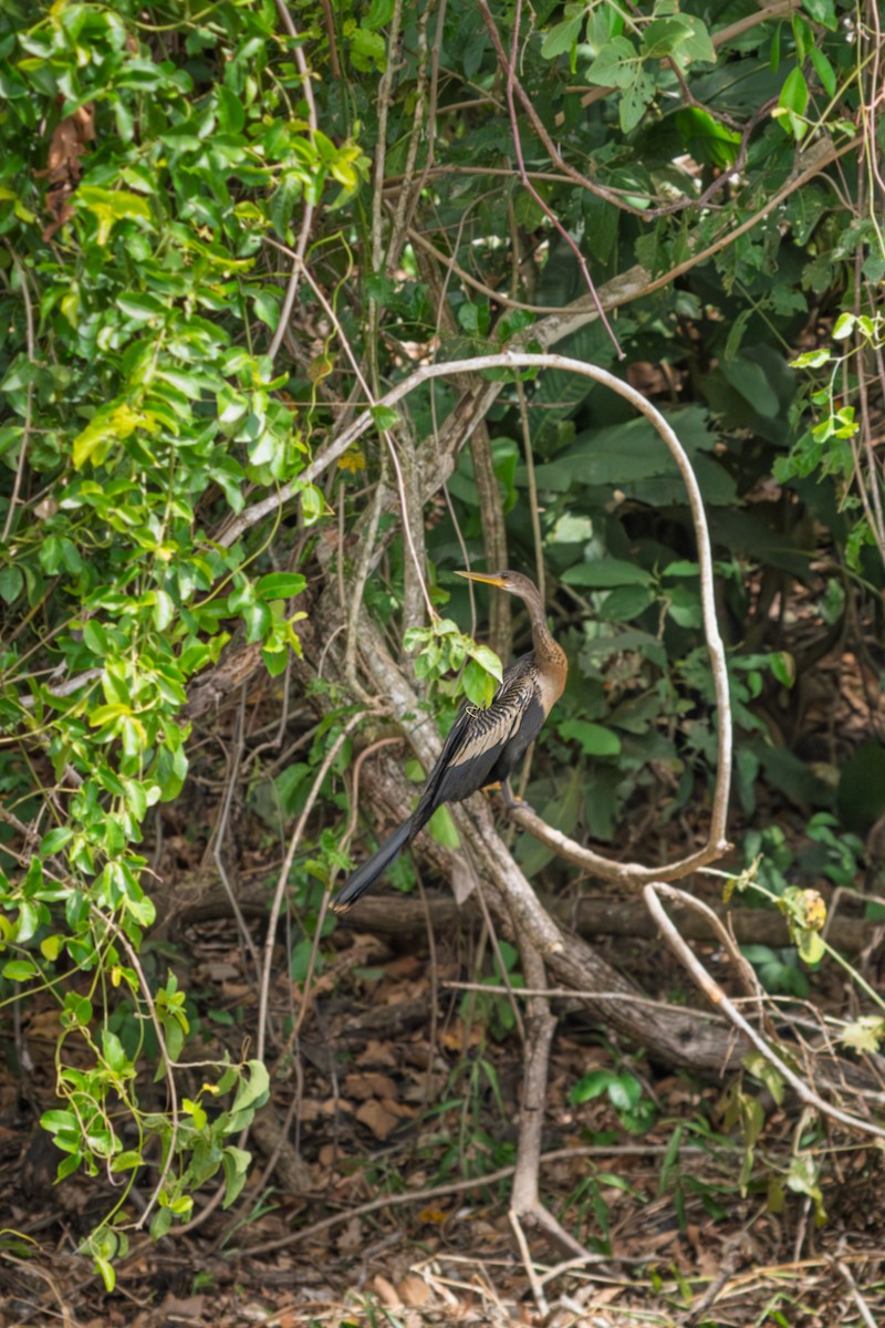 Anhinga - ML646652505