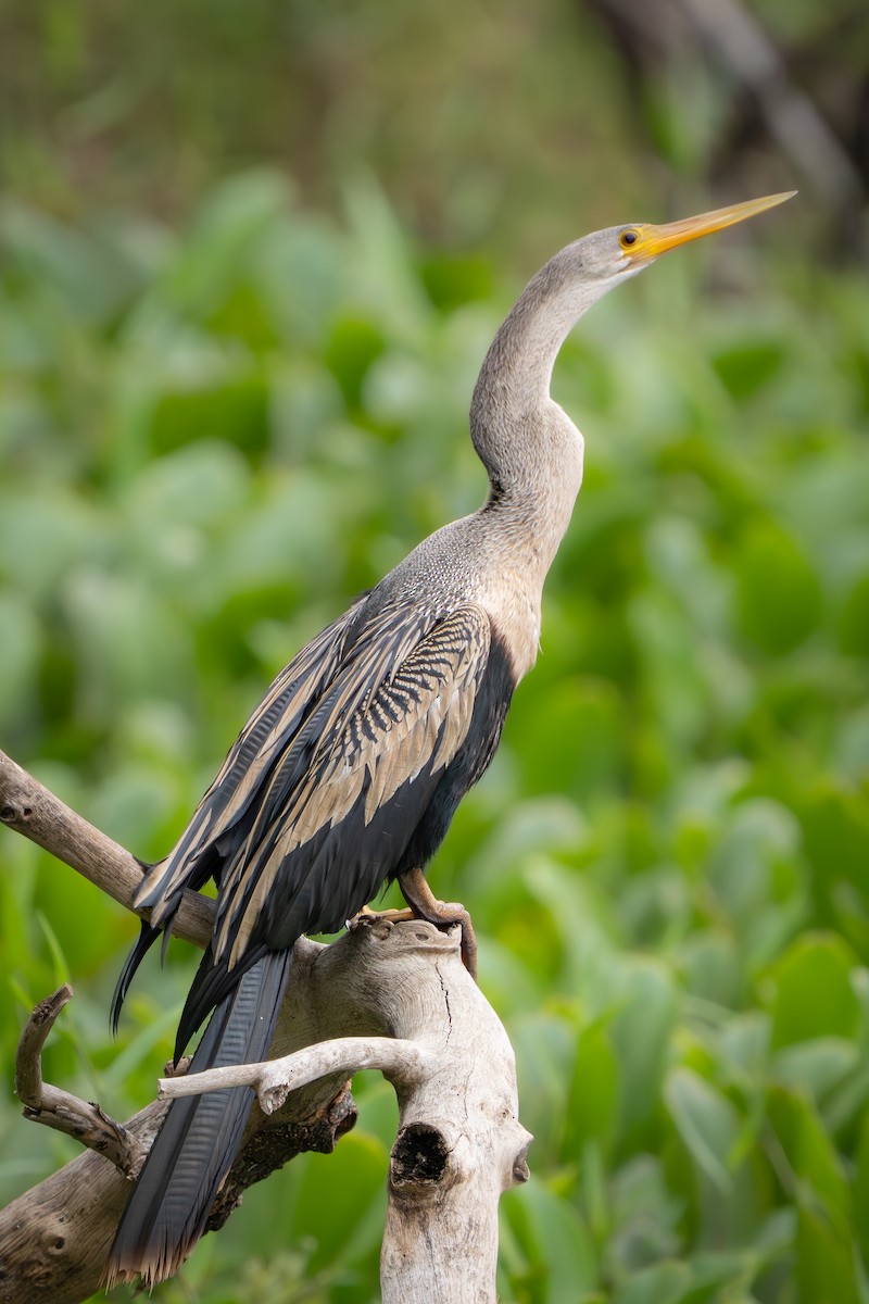 Anhinga - ML646652506