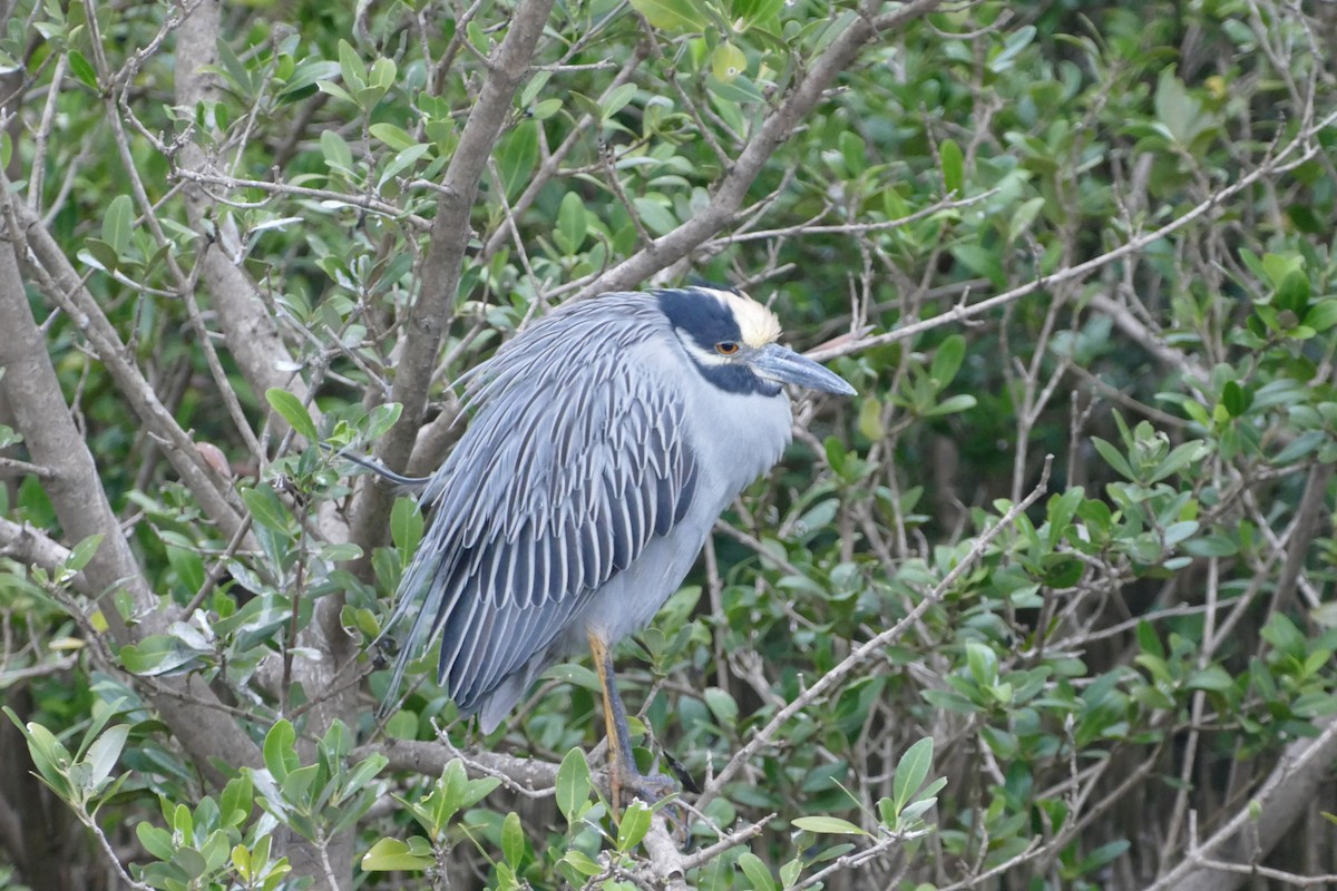 シラガゴイ - ML646652511