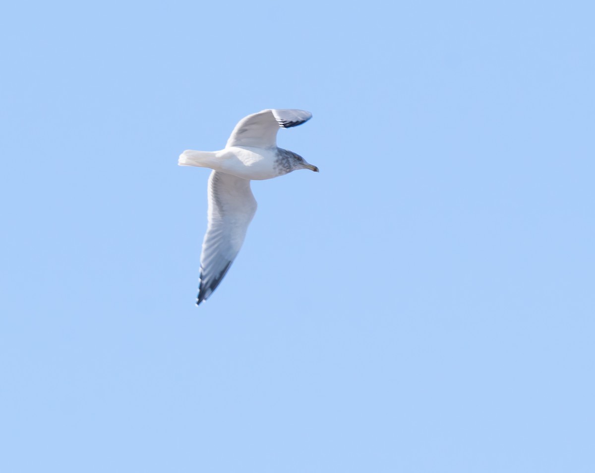 American Herring Gull - ML646652522
