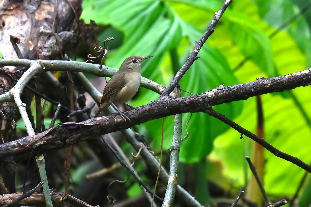 Southern House Wren - ML646652523