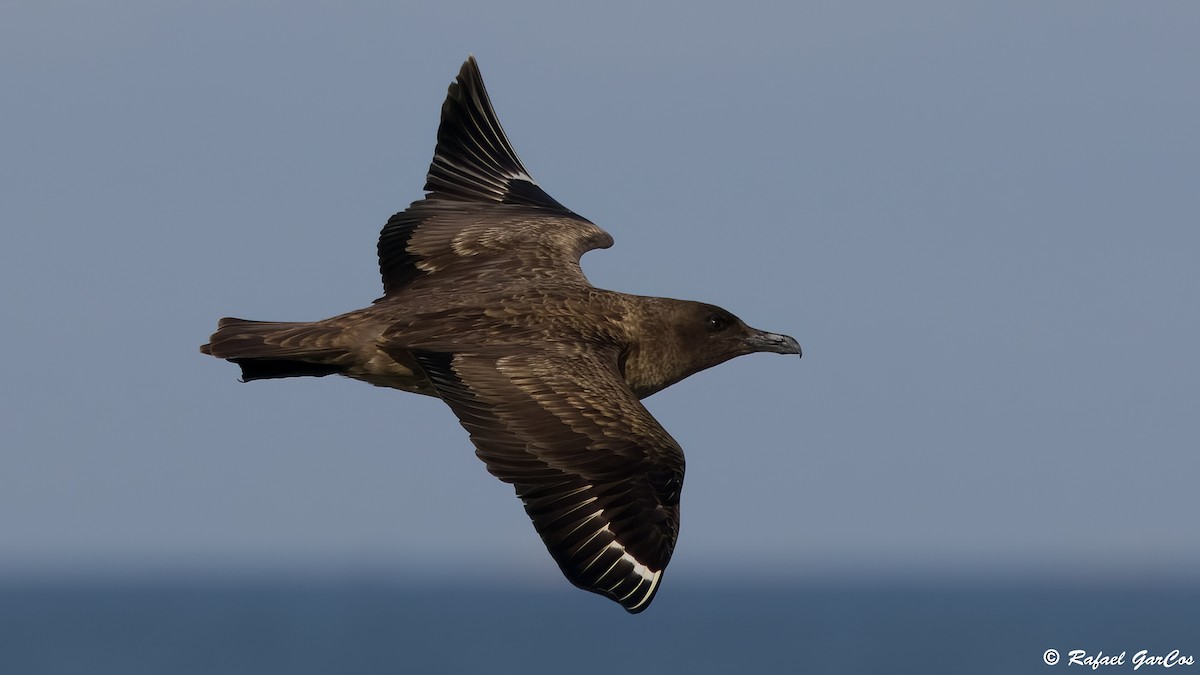 Great Skua - ML646652524