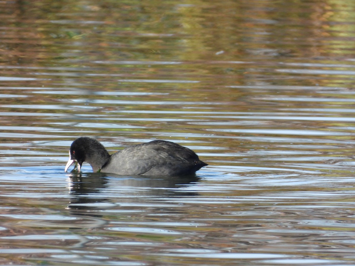 lyska černá - ML646652526