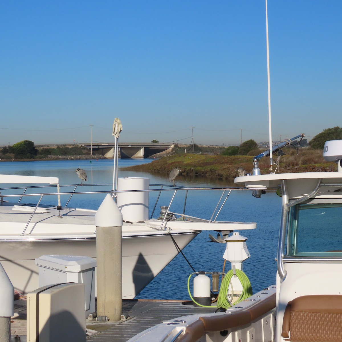 Квак чорногорлий - ML646652528