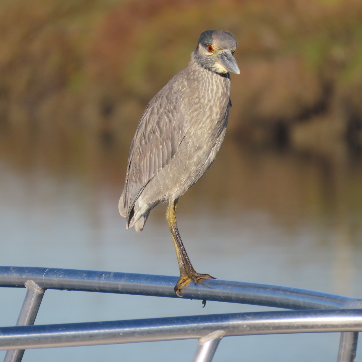 Квак звичайний - ML646652529