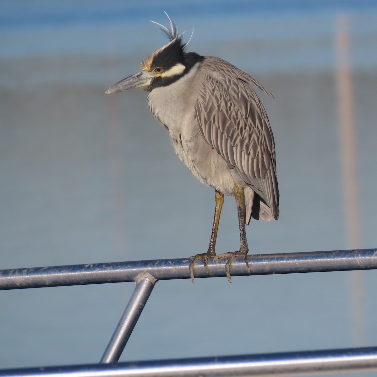 Квак чорногорлий - ML646652530