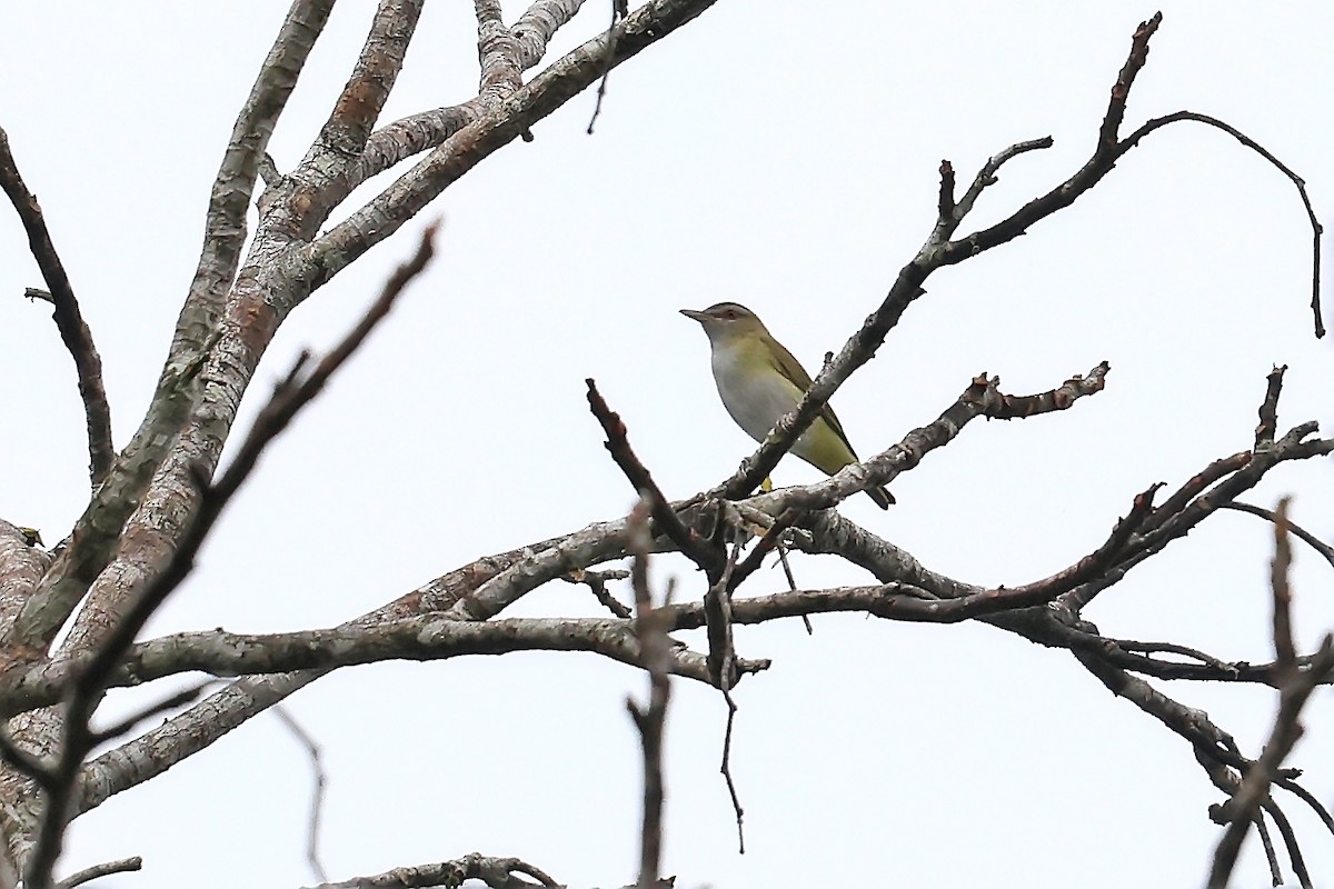 Yellow-green Vireo - ML646652531