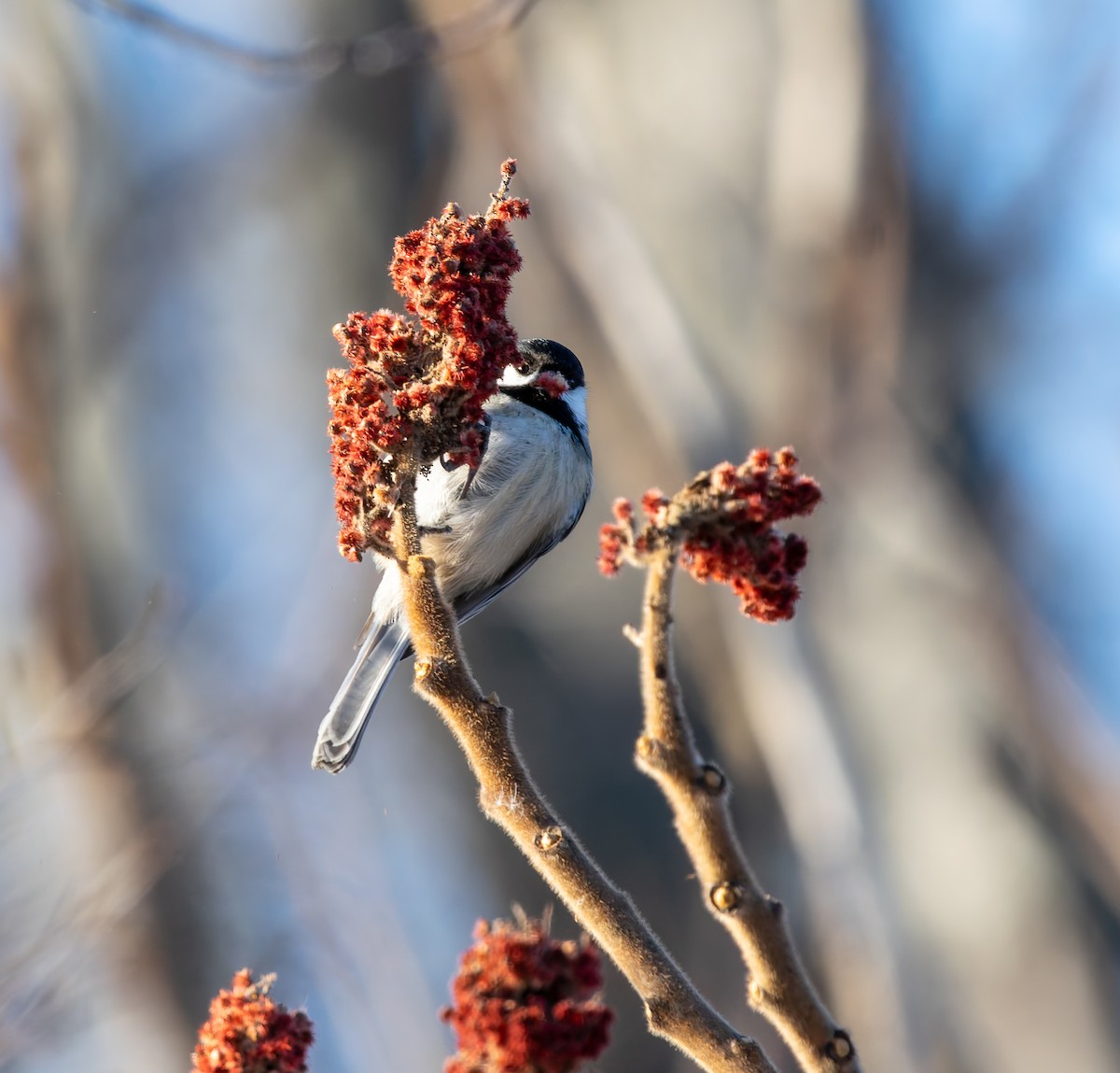 Black-capped Chickadee - ML646652534