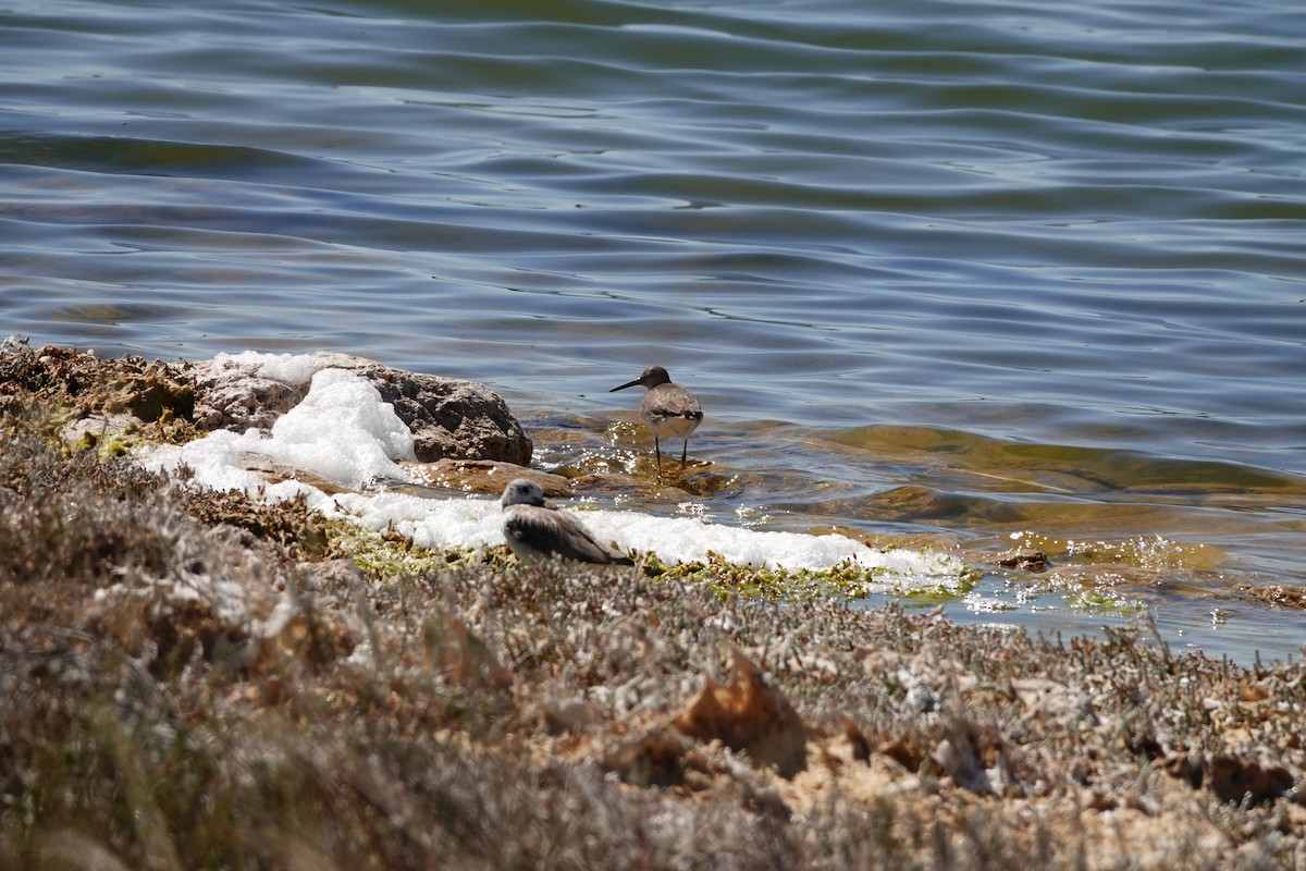 Коловодник попелястий - ML646652535