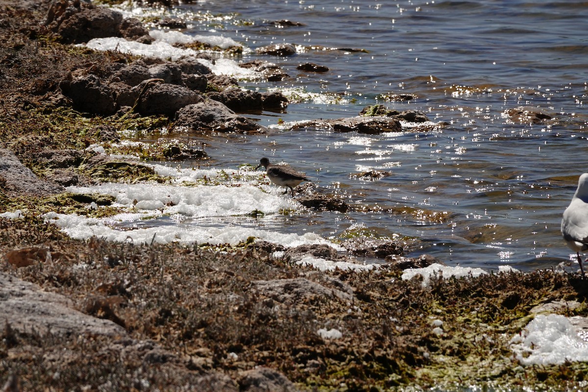 Коловодник попелястий - ML646652536