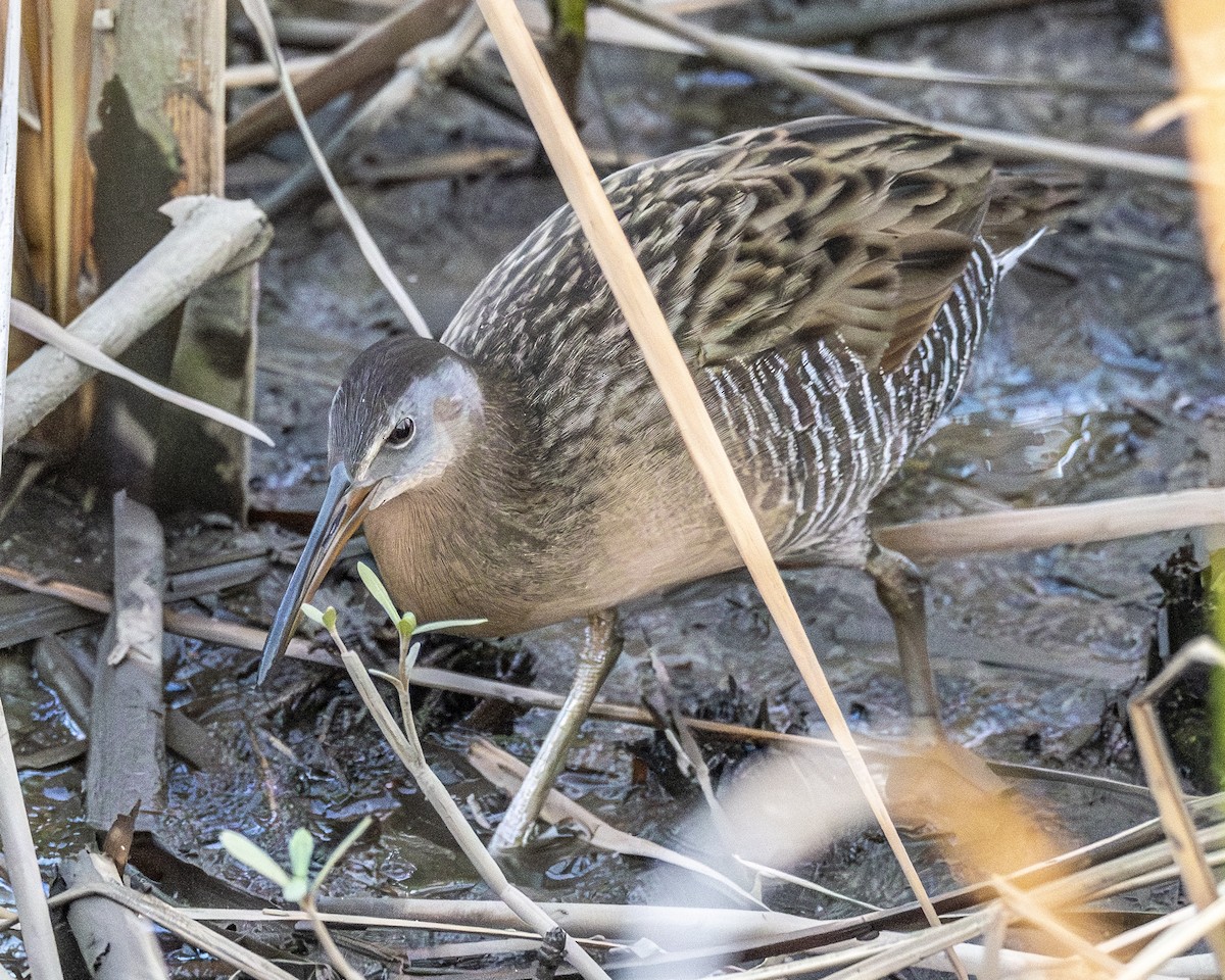 King Rail - ML646652537