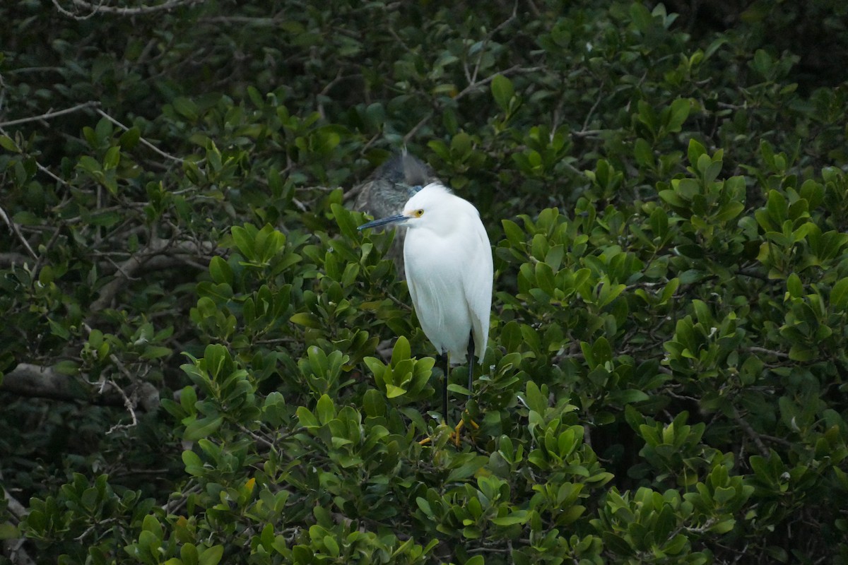 ユキコサギ - ML646652538