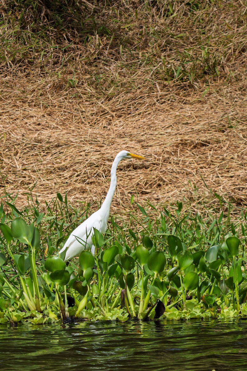 Airone bianco maggiore - ML646652540