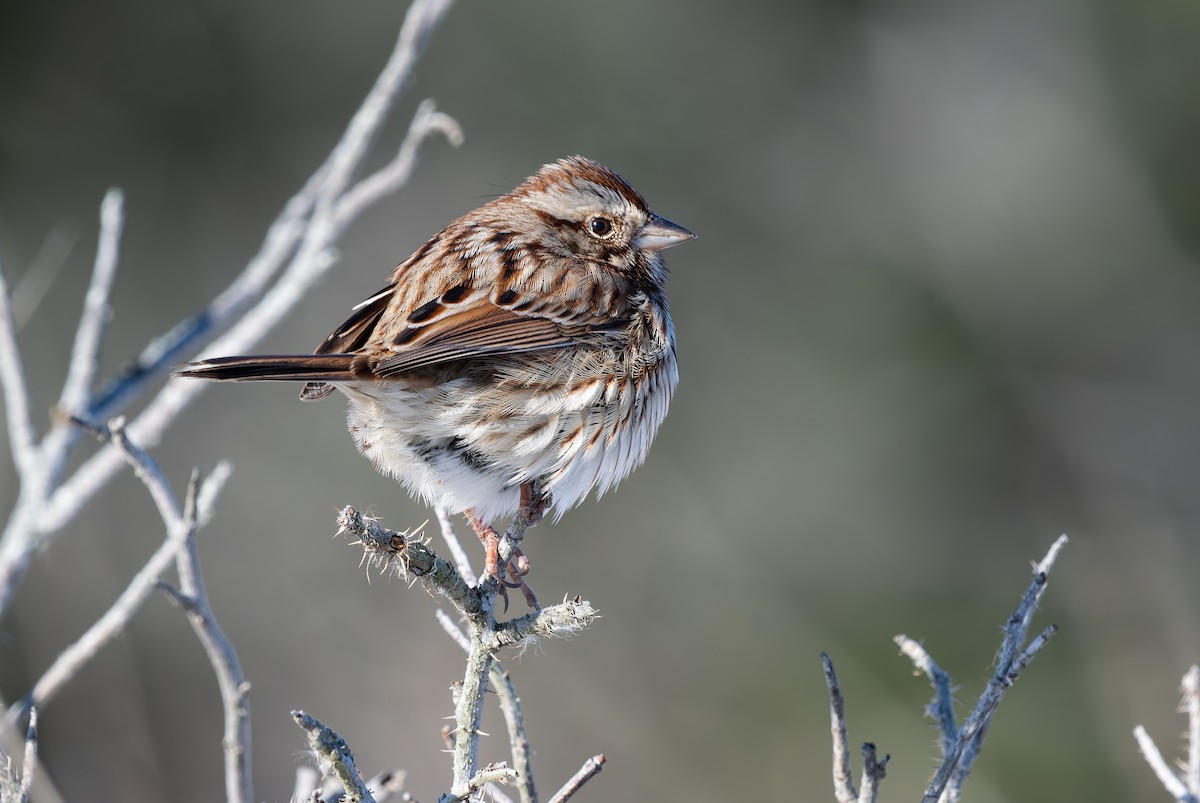 Song Sparrow - ML646652541