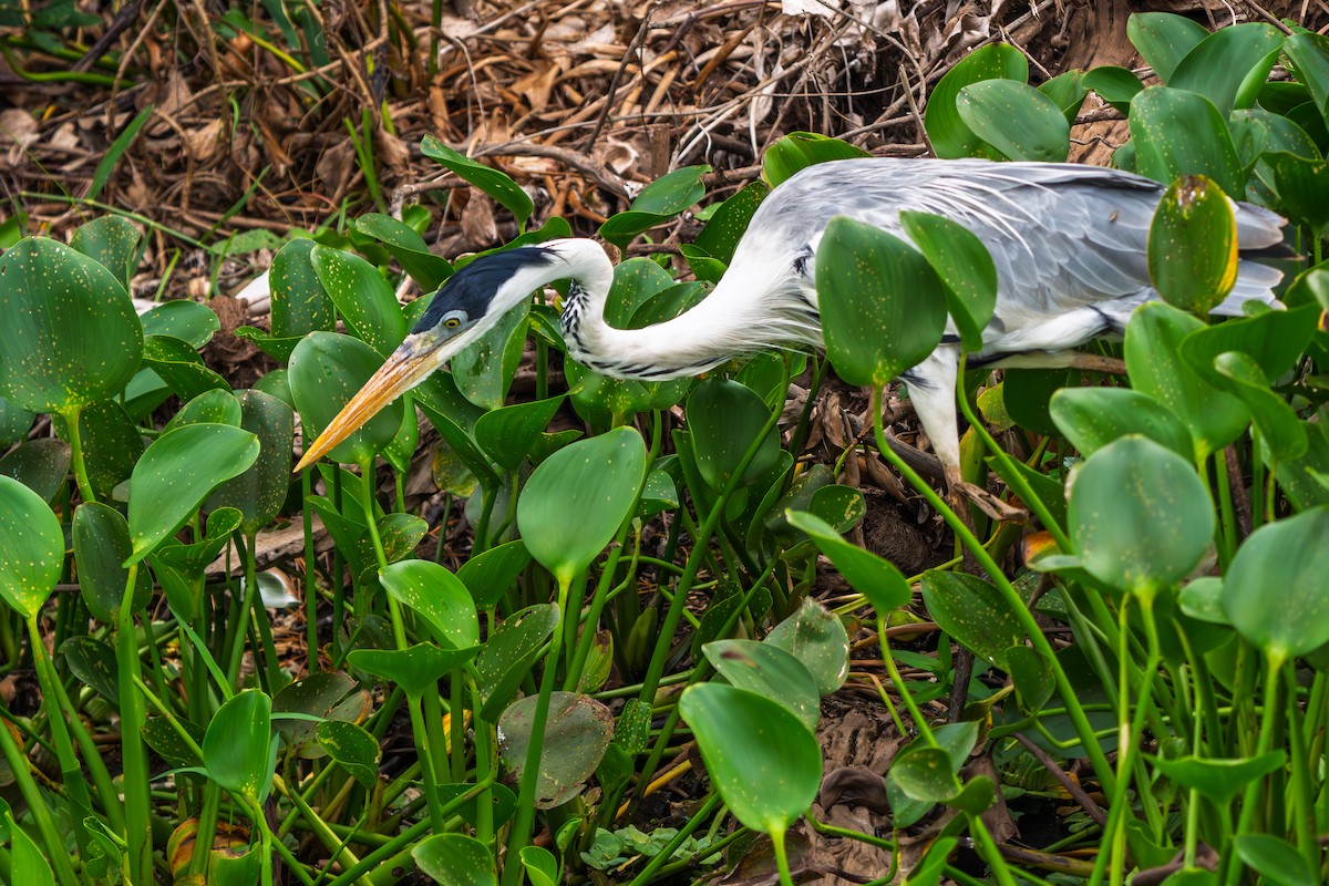 Cocoi Heron - ML646652544