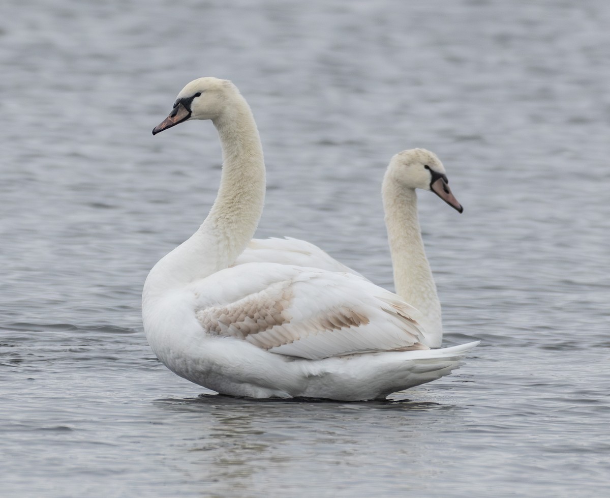 Mute Swan - ML646652545