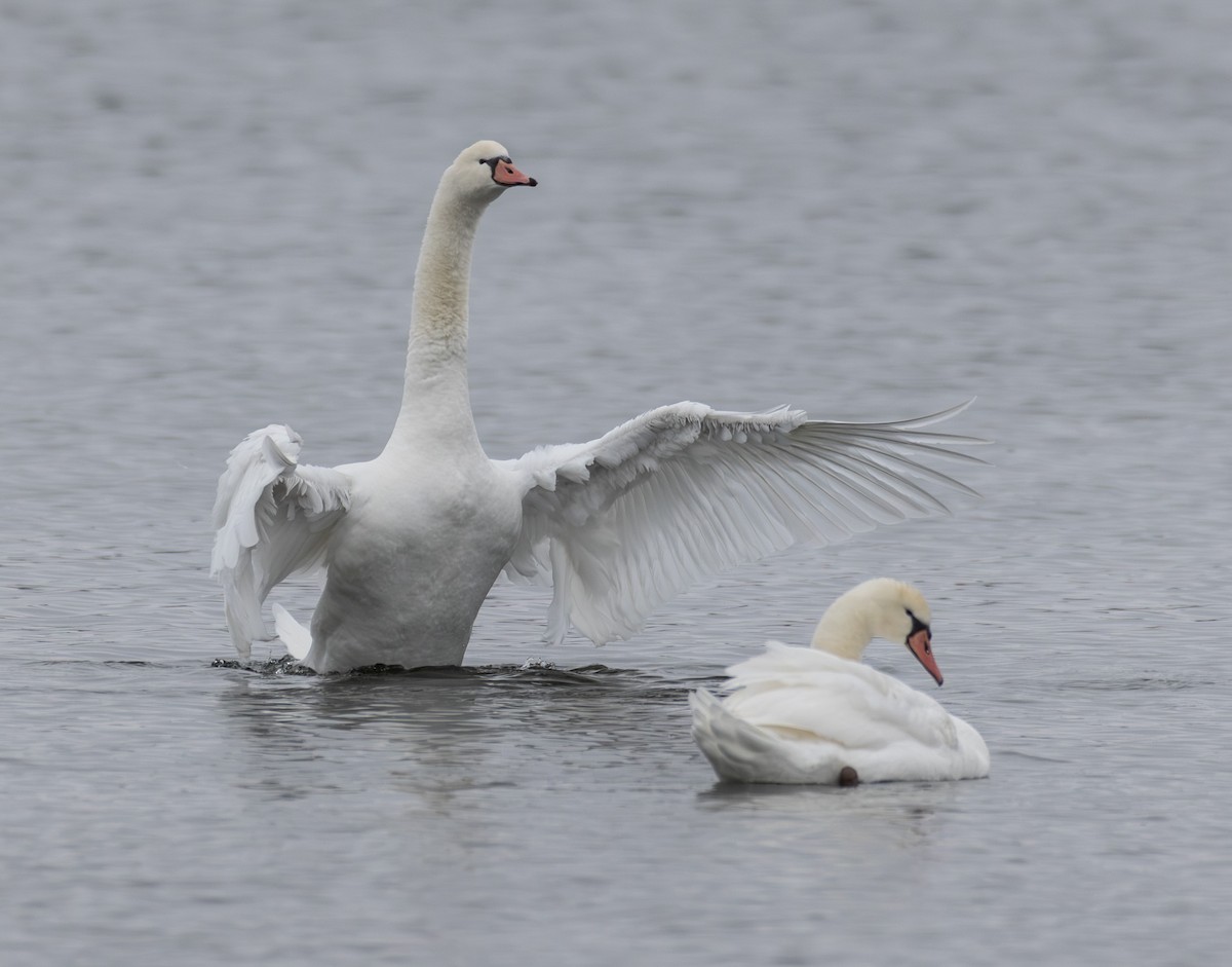 Mute Swan - ML646652546