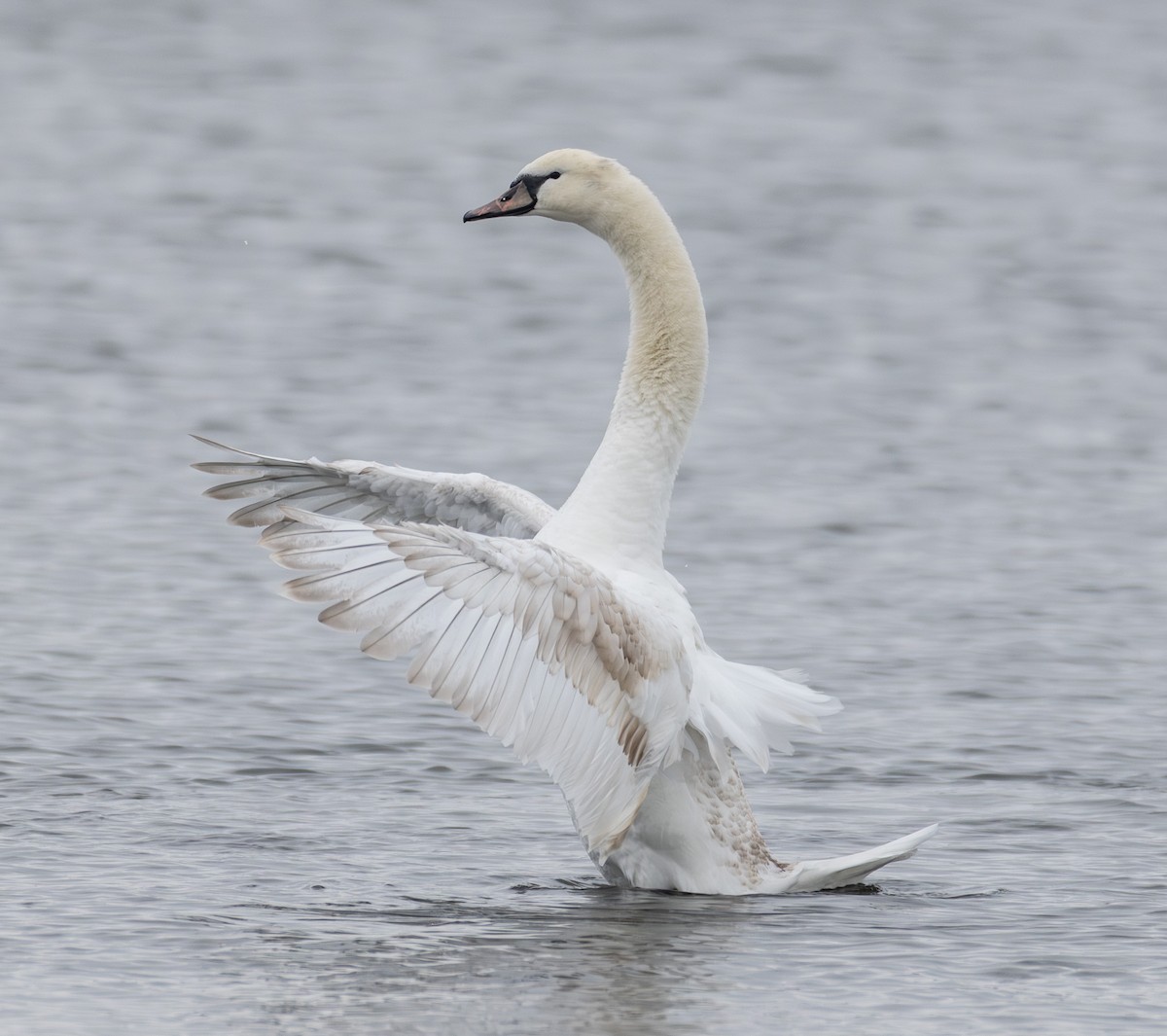 Mute Swan - ML646652547