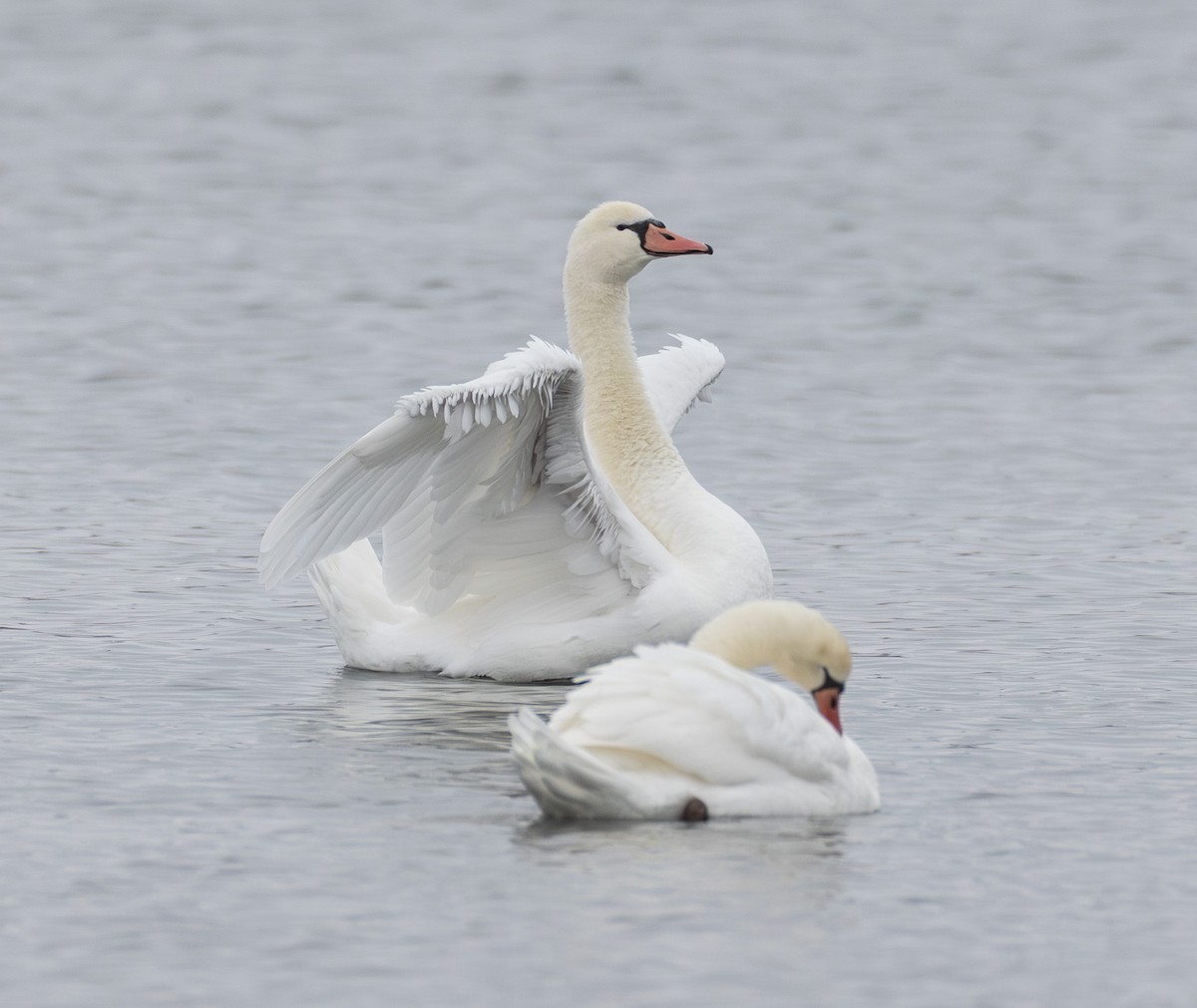 Mute Swan - ML646652548